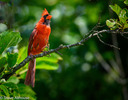 Cardinal.jpg