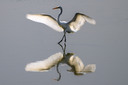 Dancing_Egret.jpg
