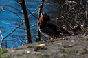 Mandarin_Duck.jpg