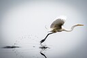 White_Egret.jpg