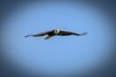 Conowingo_April_25_282_of_1829.jpg