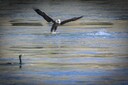 Conowingo_April_25_289_of_1829.jpg