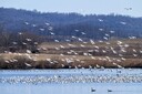 Snow_Geese_283_of_2629.jpg